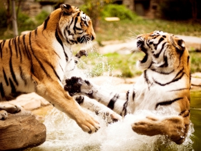 Tigers Playing