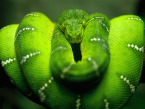 Tree Snake HD