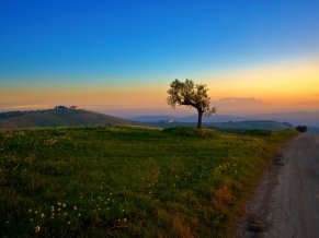 Tree the Sunset