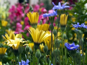 Vail Flowers in Colorado