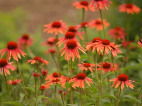 Variety Daisies