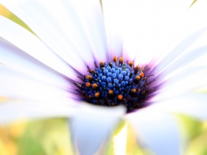 White Beauty