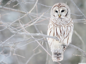 White Owl 1