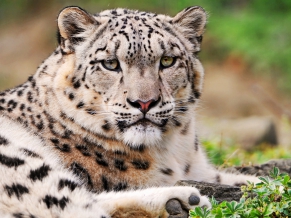 White Snow Leopard