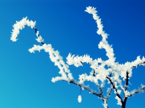 Winter Frosted Tree