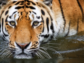 Wuppertal Tiger