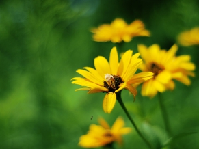 Yellow Summer Flowers