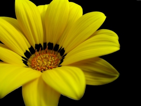 Great Yellow Flower