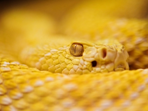 Albino Rattlesnake