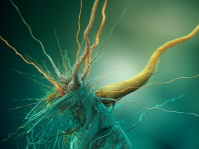 Bacteria