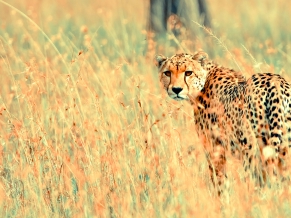 Beautiful Cheetah