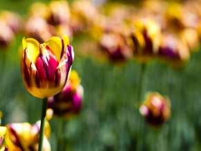 Botanical Garden Tulips