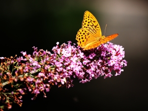 Butterfly in Botanic Garden