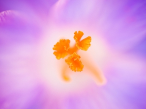 Crocus Heuffelianus Flower