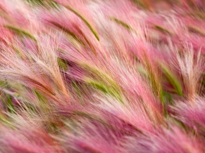Foxtail Barley