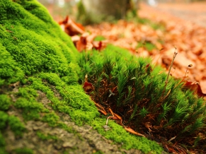 Greenish