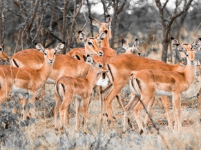 Herd of Deer