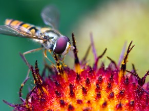 Hoverfly Pollination 1