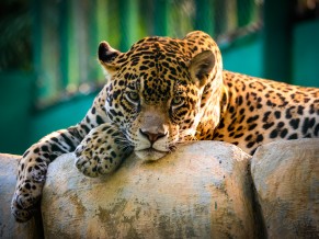 Jaguar Mexico