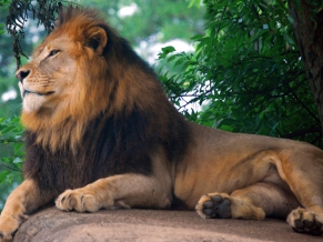 Lion King of Zoo