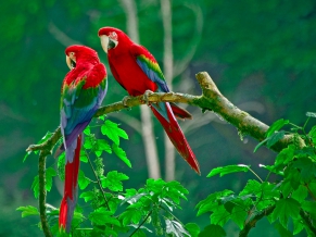 Parrots Paradise