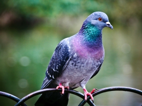 Pigeon