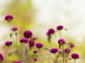 Purple Garden Flowers