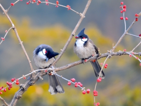 Red whiskered Bulbul Birds