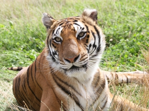 Tiger in Fields