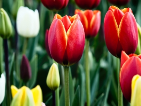 Tulips in Bloom