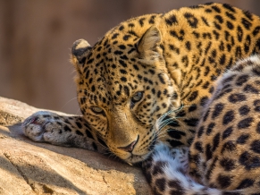 Zoo Leopard