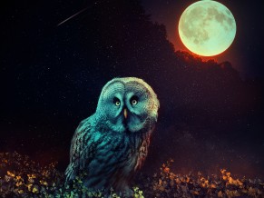 Mystic Owl