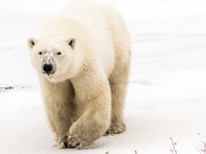 Polar bear 2