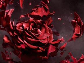 Rose Flower Artwork
