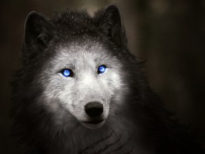 Wolf with Blue Eyes