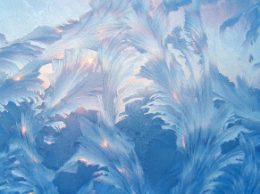Floral Frost