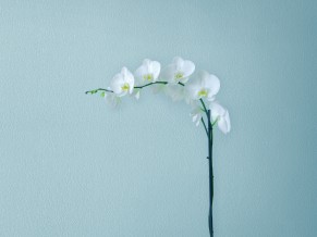 Minimal Flowers Huawei...