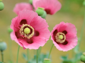 Poppies Flowers