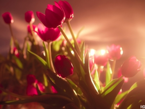 Vibrant Red Tulips