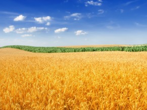 Golden Wheat Field 4K