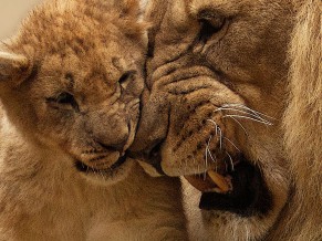 African Lion Cub 4K
