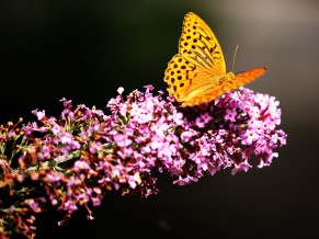 Butterfly Spring Blossom