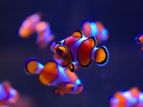 Clownfishes in Aquarium 4K