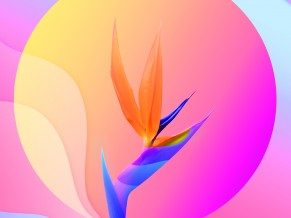 Colorful Abstract Flower 4K