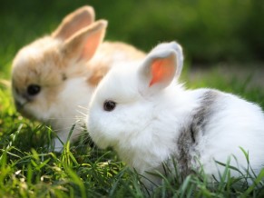 Cute Bunnies 4K