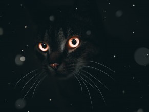 Dark Cat 4K