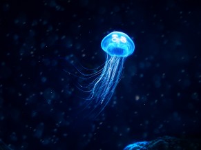 Glowing Jellyfish 4K