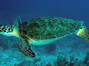 Great Barrier Reef Turtle 4K