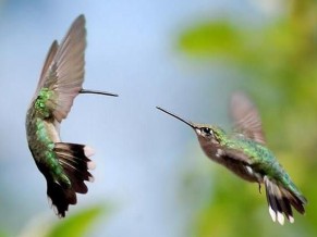 Humming Birds 4K