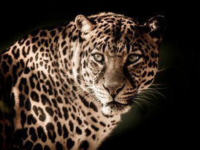 Leopard Predator Muzzle Look 4K HD